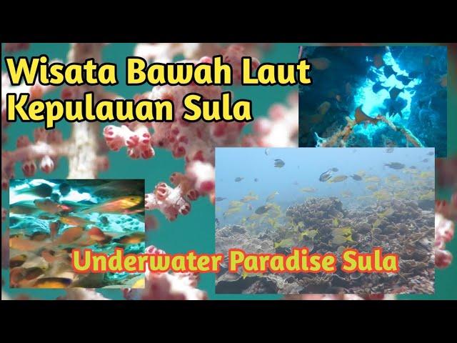 Wisata Bawah Laut Kepulauan Sula _Underwater Paradise Sula #pesonaindonesia