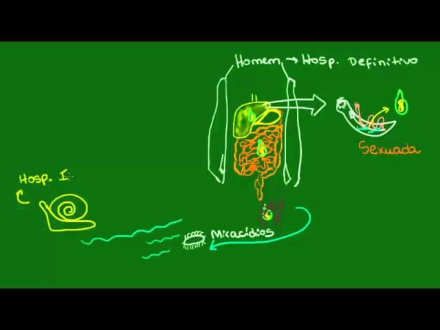 Reprodução do Schistosoma mansoni - Zoologia - Biologia