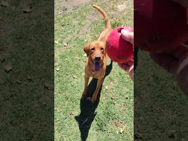 Playing Ball with Red Labs #labrador #doglife #pets