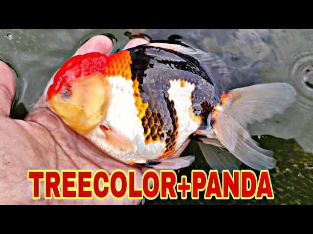 IKAN ORANDA TREECOLOR DAN PANDA//INDUKAN