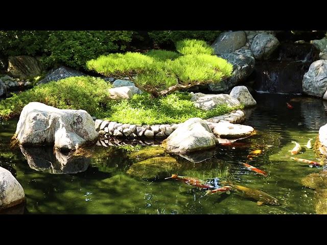 Relaxation - Sounds of Nature - Koi Pond and Waterfall  - 2 Hours #relaxing #zen #nature