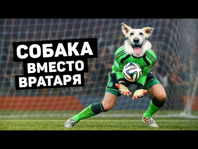 ВРАТАРЯ ЗАМЕНИЛИ СОБАКОЙ. Появления животных на футбольном поле. Футбольный топ @120ЯРДОВ