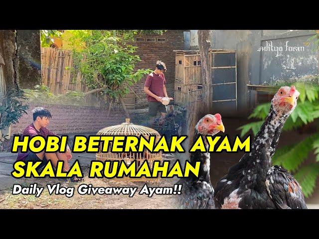 HOBI BETERNAK AYAM BANGKOK SKALA RUMAHAN || Vlog AdityaFarm99