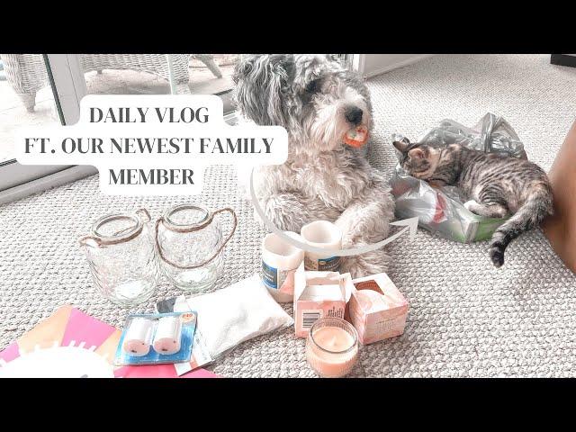 DAY IN THE LIFE | new kitten, target haul, house updates