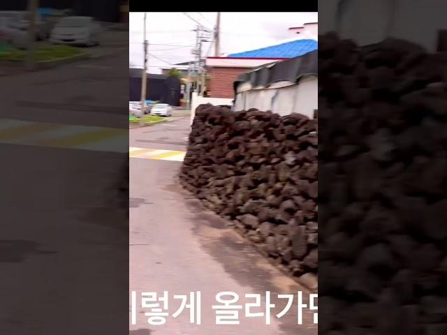 이호테호 해수욕장 걸어 3분거리에 있는 상가 주택을 올려달라고 히셔서 올려봅니다. #제주여행 #문어잡기 #제주펜션 #제주부동산 #제주돌담집 #제주도집매매 #제주펜션 #펜션매매