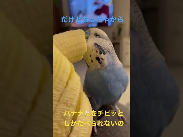 バナナが大好きインコ