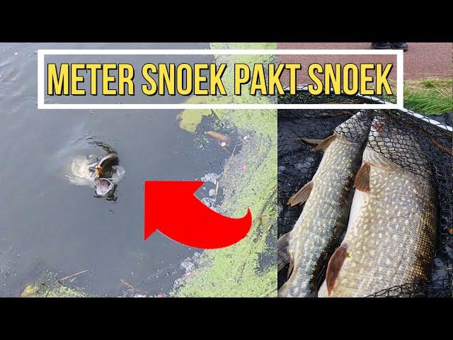 Meter snoek pakt snoek! (Beide gevangen!) (English subtitles)