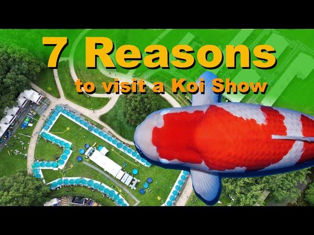 7 Reasons to visit a Koi Show