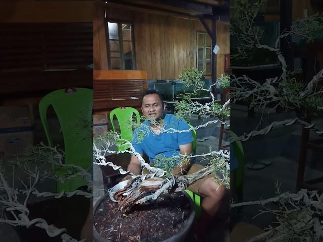 ngetrain  bonsai sapu sapu