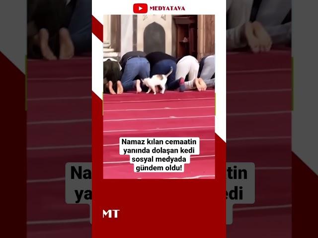 #Namaz kılan #cemaat in yanında dolaşan #kedi #sosyalmedya da gündem oldu! #haber #shorts