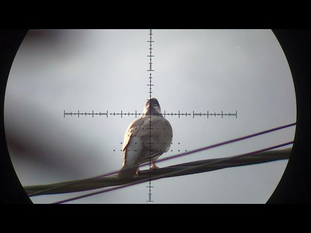 Air Rifle Pigeon Pest Control