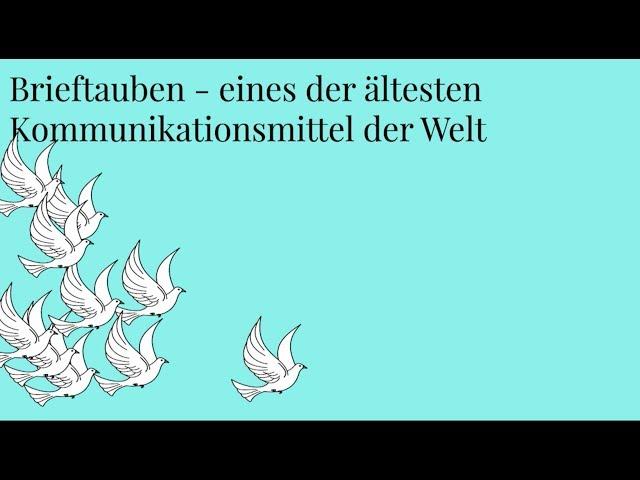 5 Fakten über Brieftauben