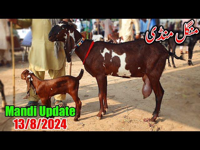 Sahiwal Bakra Mandi Today New Update - Milking Goats With Kids & Breeders 2024