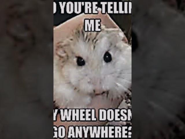 Random hamster memes part 1 #hamsters #hampter #memes #meme #memesdaily #hamstermeme #memesvideo