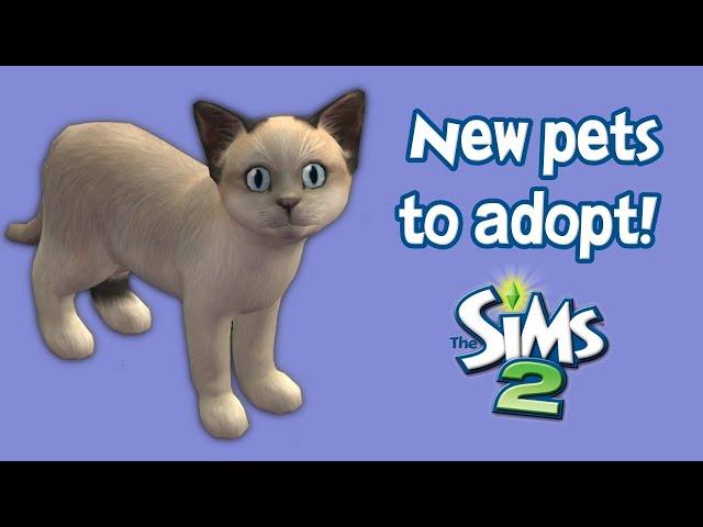 The Sims 2: Refresh the Pet Adoption Pool! (+ useful pets mods)