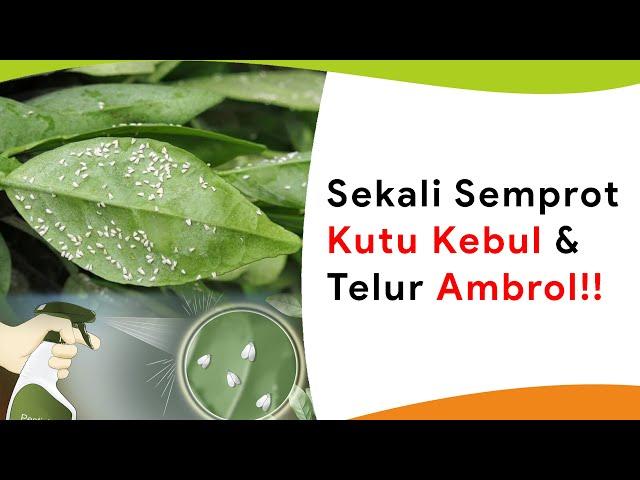 Sekali Semprot Kutu Kebul Langsung Ambrol Sampai Ketelur-telurnya!
