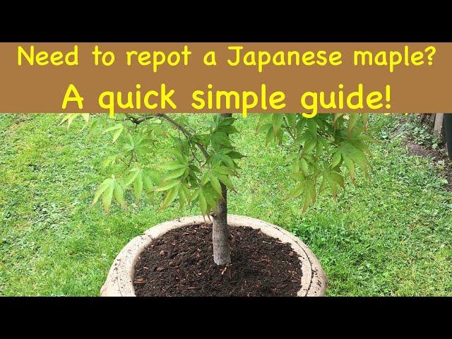 Do I need to re-pot my Japanese maple? A quick simple guide
