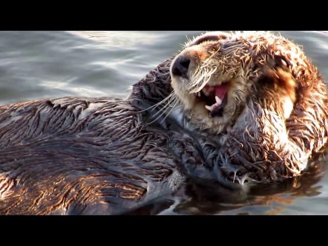 California Sea Otter Rubbing Its Head