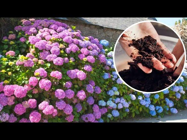 I sprinkle the soil around the hydrangea. The flowers bloom like crazy, they are bigger! 