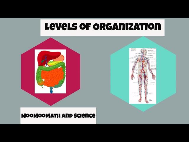 Levels of Organization in Biology