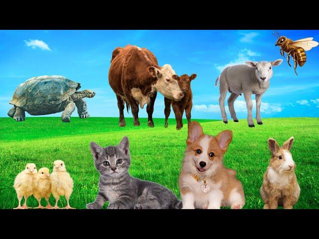 Cute Little Animals - Kittens, Puppies, Chickens, Turtles, Rabbits, Bees - Animal Sounds