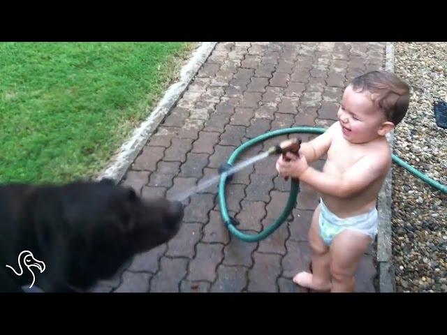 Babies Laughing At Pets | The Dodo