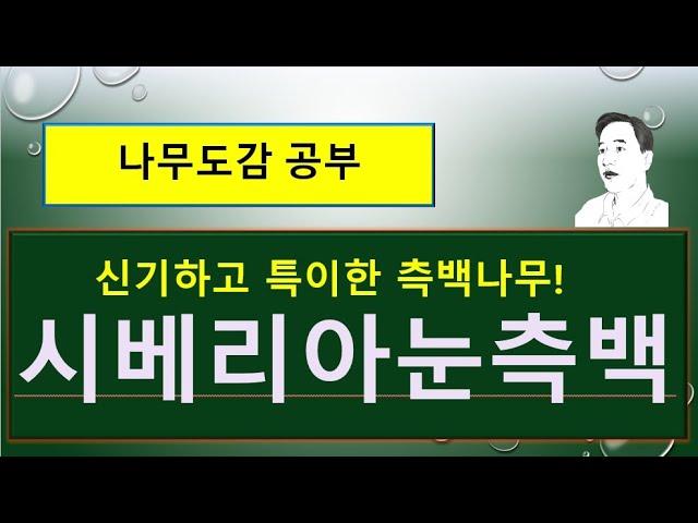 시베리아눈측백 vs 눈측백 vs 서양측백 vs 측백 : 무엇이 서로 다를까?