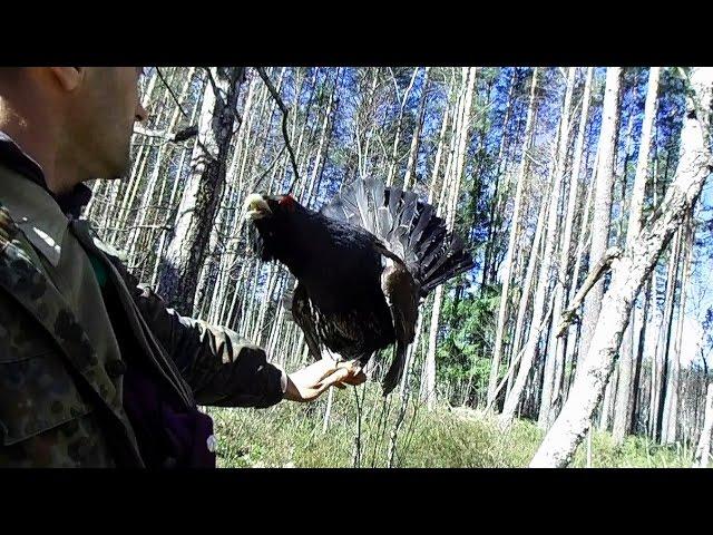 Wood grouse in the hand!