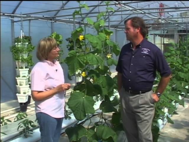 Greenhouse Pest Exclusion - Scouting and Insect Monitoring