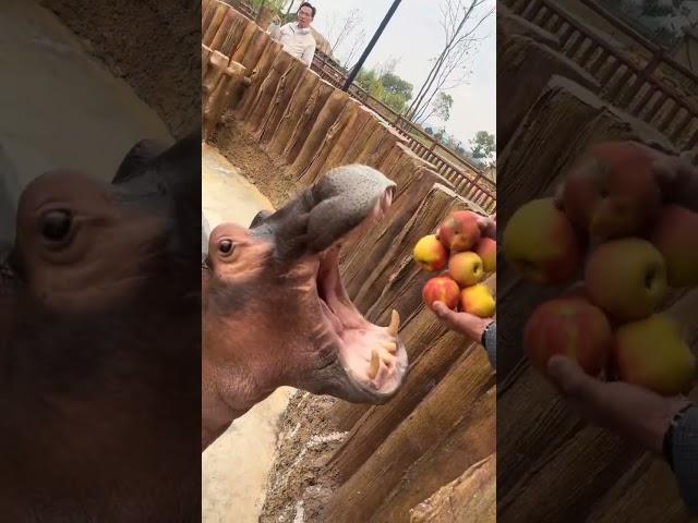 Hippopotamus squeeze apple juice Hippopotamus Hippopotamus video Wildlife close up