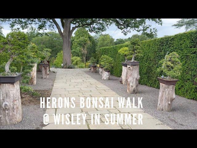 Herons Bonsai Walk @ Wisley In Summer