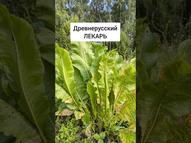 Хрен - древнерусский лекарь #лекарственныетравы #травы #травник #дикоросы