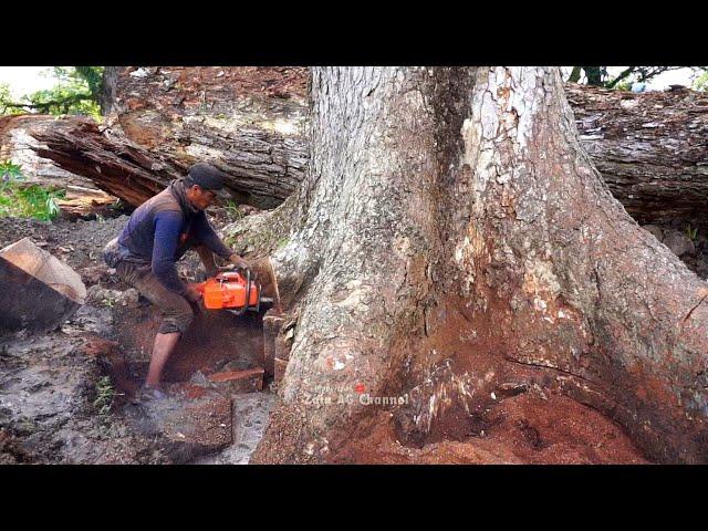 Trembesi tree cutting is very beautiful, almost 2 centuries old