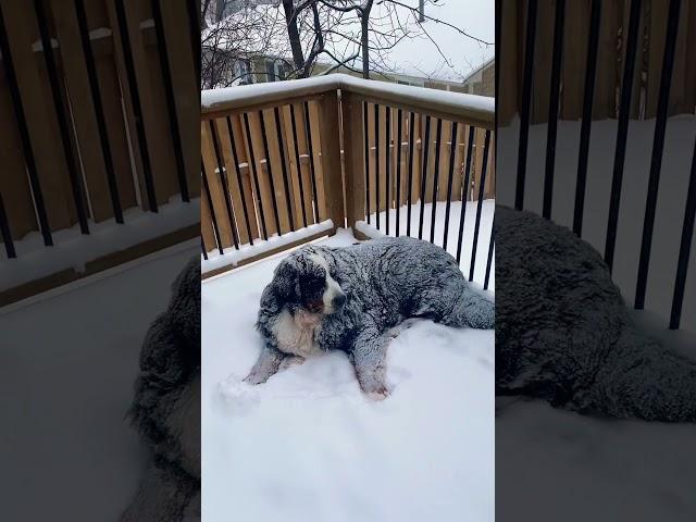 Bernese Mountain Dog refused to come inside during snow storm!