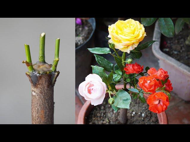 Simple But Unique Tips For Growing Roses By Gafting | How To Grow Roses At Home