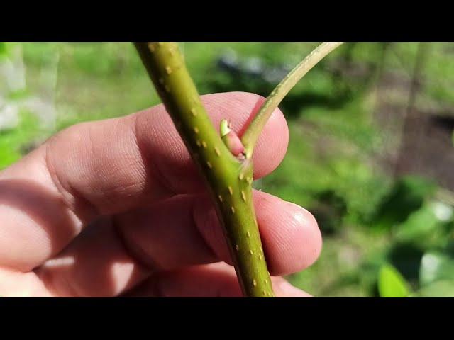 how to choose materials for grafting trees in summer