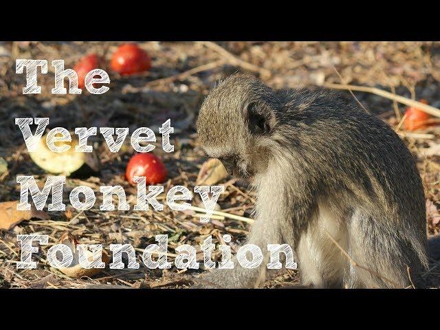 Volunteering at the Vervet Monkey Foundation- South Africa