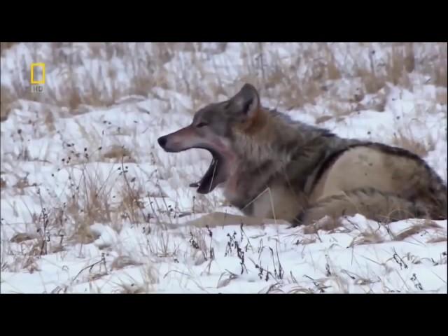 Black wolf story documentaries animal planet  Animals Channel HD