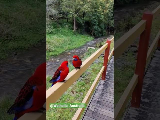 Walhalla,Australia #travel #birds #bird #birdwatching #australiatourism