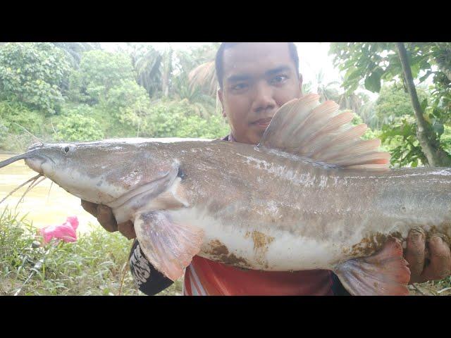 RIVER MONSTER |EKOR MERAH | KUCUR #AYIEZUZU