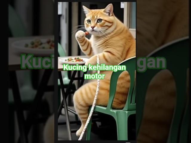 kucing lucu motor ny hilang lucu kali reaksi ny