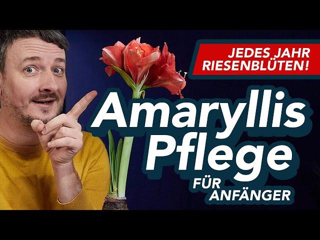 Amaryllis Pflege für Anfänger - Pflege nach der Blüte, Gießen, Standort, Ruhezeit