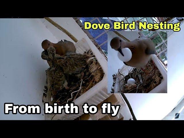 The Dove Bird's Nest Building and the Story of Babies from Birth to Flying.dove nest.dove birdpigeon