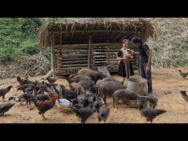 Land planning, Animal husbandry, Cultivation, Farm in the forest, king kong amazon, Fp 260