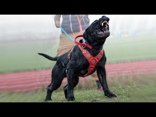 These Are 10 Unique Spanish Dog Breeds