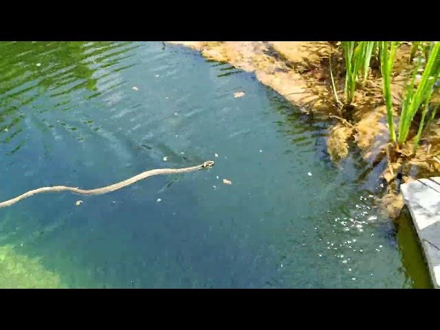 Aufregung am Gartenteich