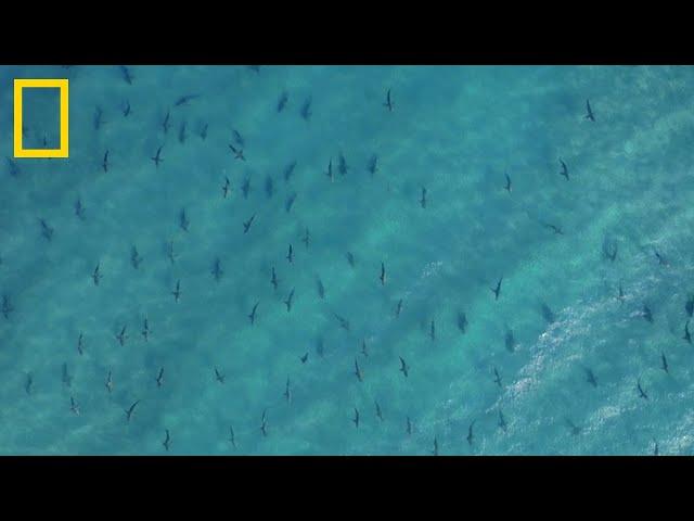 Sharkfest | National Geographic Croatia