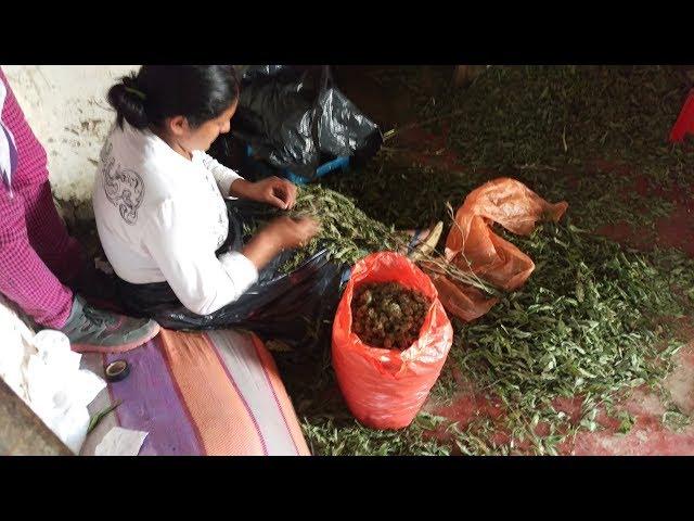 Colombia Gold: Fair Trade Cannabis | Part 3 | Cannabis News Network