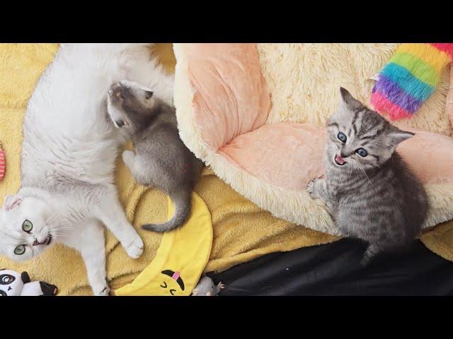 Mom cat argues with kitten