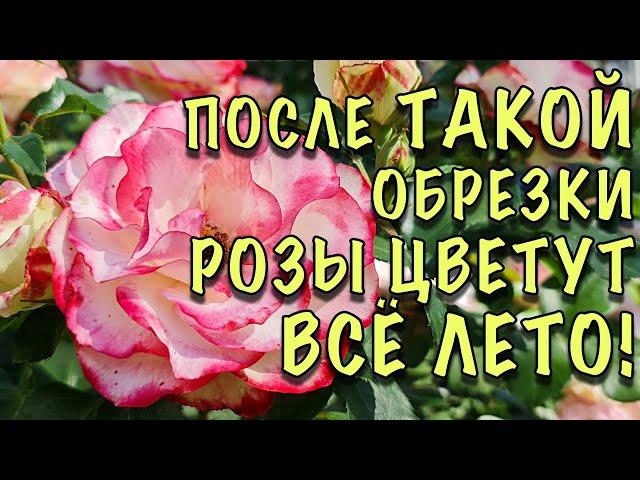 ОШИБКИ, ИЗ-ЗА КОТОРЫХ РОЗЫ УЖАСНО ЦВЕТУТ! Как ПРАВИЛЬНО обрезать розы ЛЕТОМ ПОСЛЕ ЦВЕТЕНИЯ